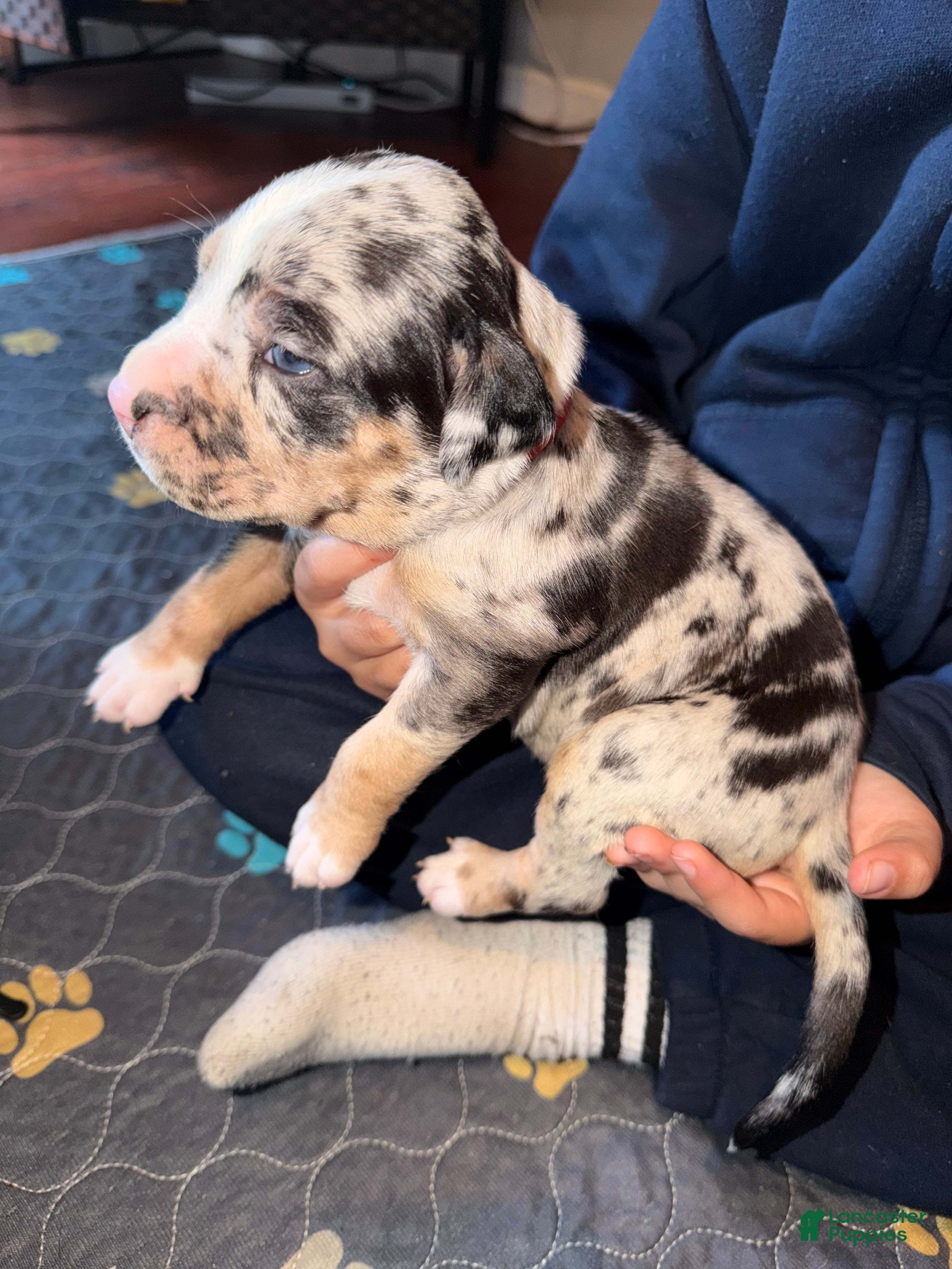 American Bully dogs American XL Bully, red - Ad 1