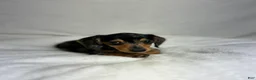 Miniature Dachshund dogs for sale: Daisy - Ad 4