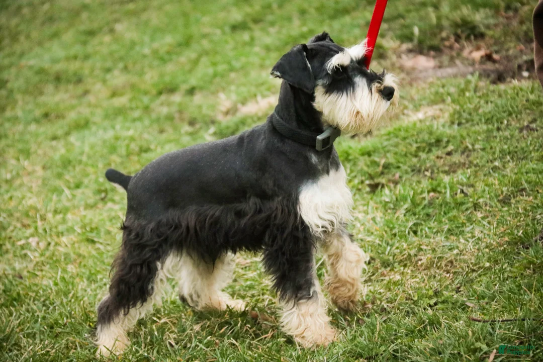 Miniature Schnauzer dogs for sale: Johann - Ad 7