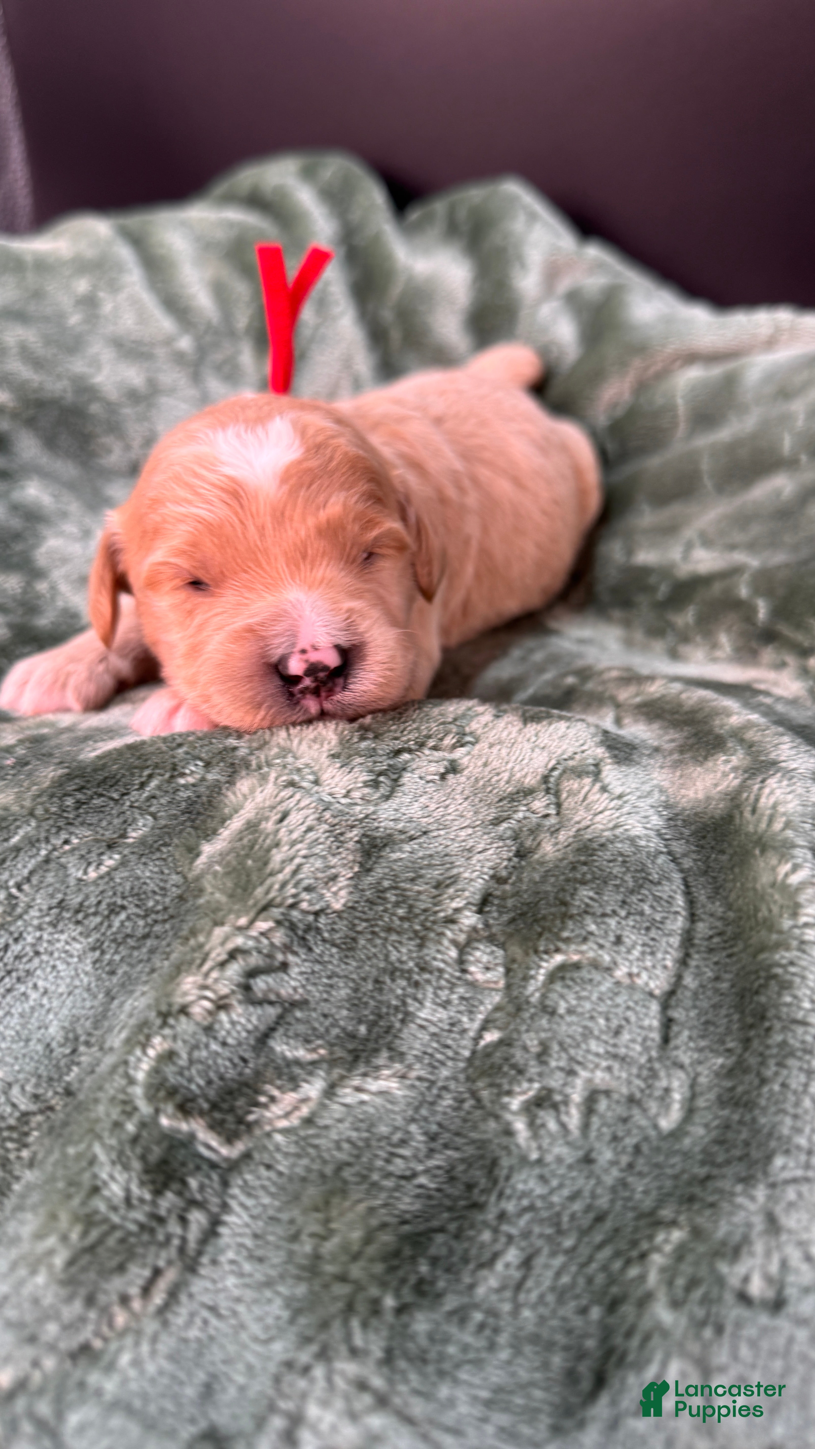 Mini Goldendoodle dogs Winston F One - Ad 14