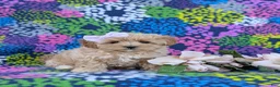 Maltipoo dogs for sale: Tiffany 9 lbs Full Grown - Ad 4