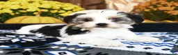 Shorkie dogs for sale: Pickles - Ad 4