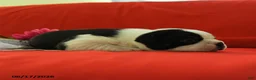 Boston Terrier dogs for sale: Violet - Ad 4