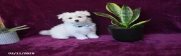 Maltese dogs for sale: Jaylon - Ad 1