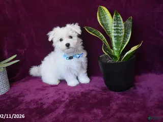 Maltese dogs Jaylon - Ad 8