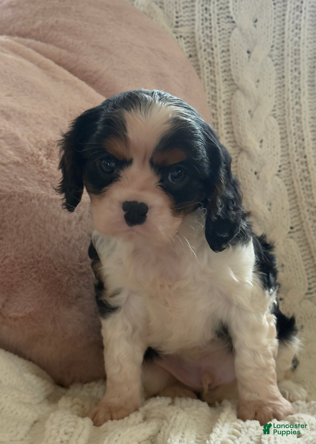Cavalier King Charles Spaniel dogs for sale: Biscuit  - Ad 6