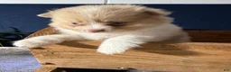 Pomeranian dogs for sale: Andy - Ad 16