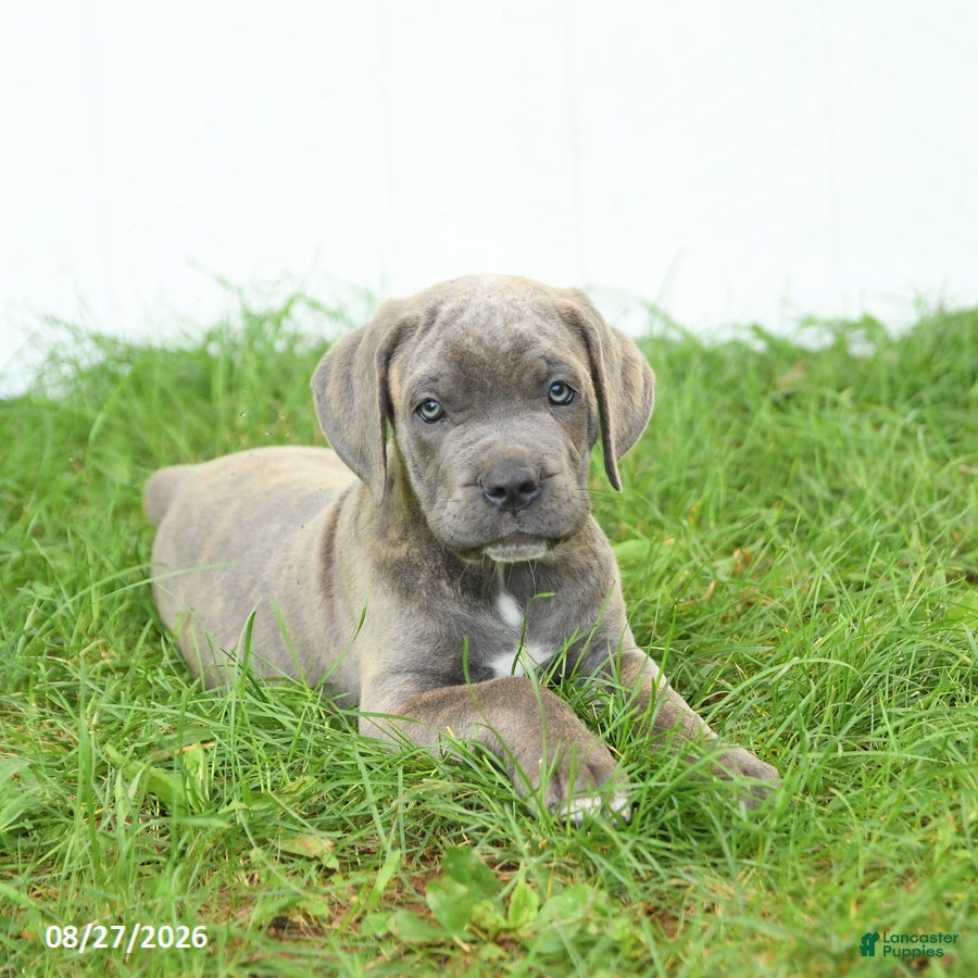 Cane Corso dogs Royal - Ad 2