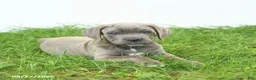 Cane Corso dogs for sale: Royal - Ad 2