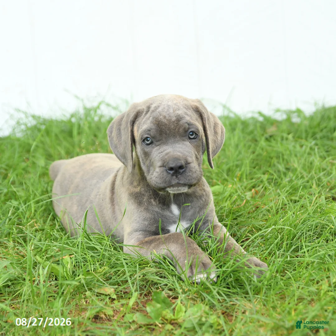 Cane Corso dogs for sale: Royal - Ad 2