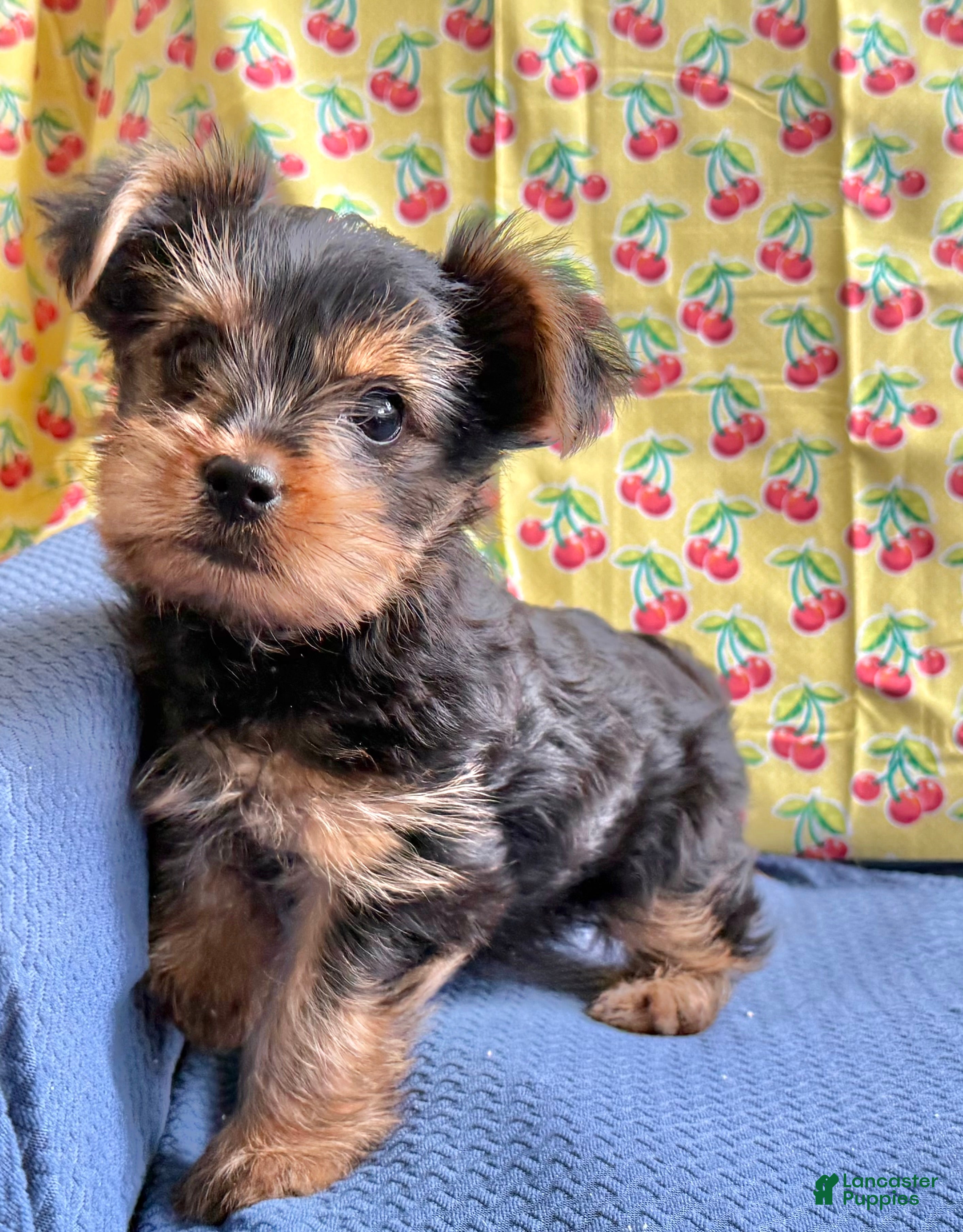 Yorkshire Terrier dogs KitKat  - Ad 2