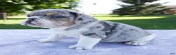 Beabull dogs for sale: Hazel - Ad 3