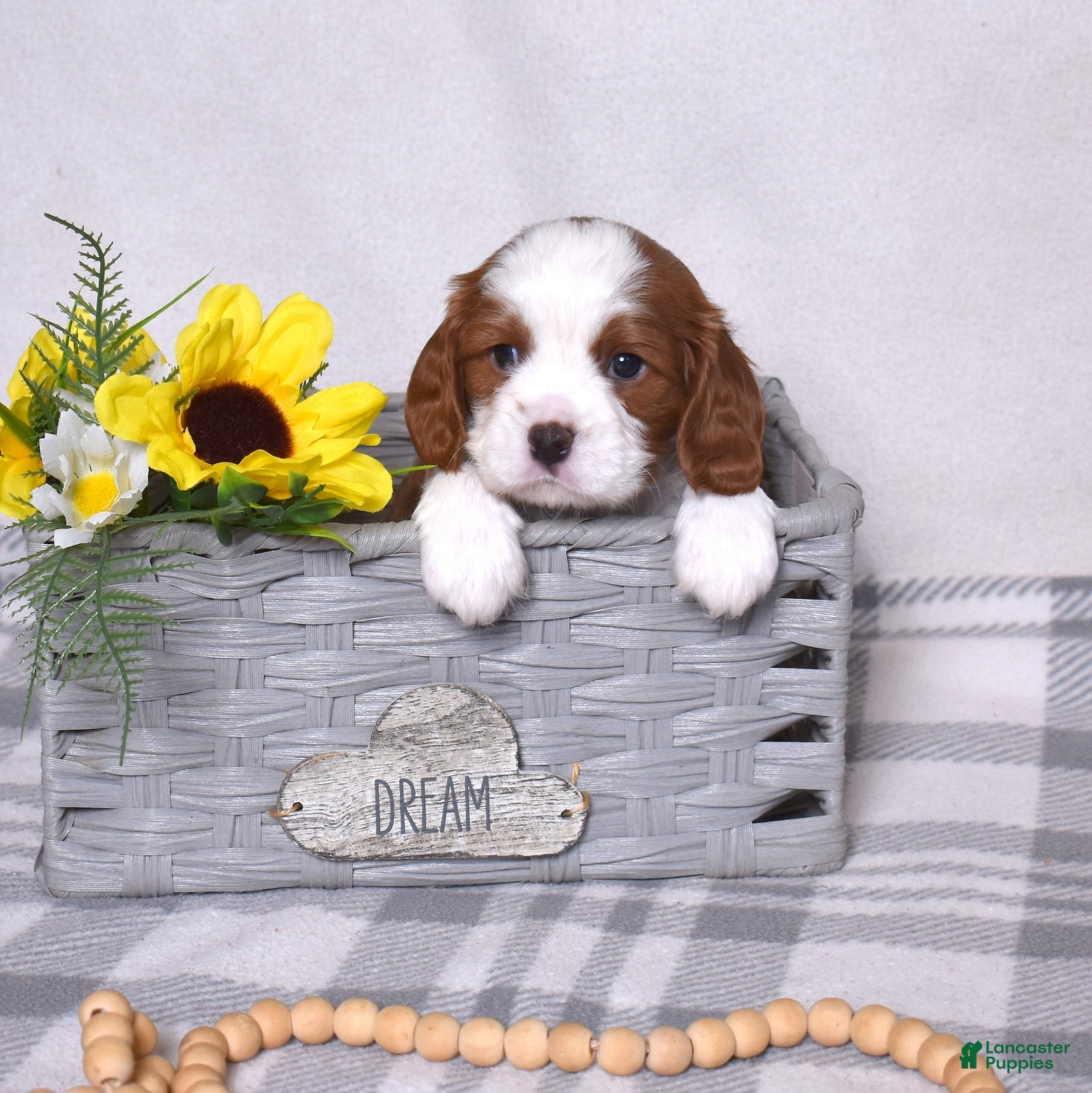 Cavalier King Charles Spaniel dogs Copper  - Ad 2