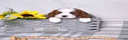 Cavalier King Charles Spaniel dogs for sale: Copper  - Ad 2