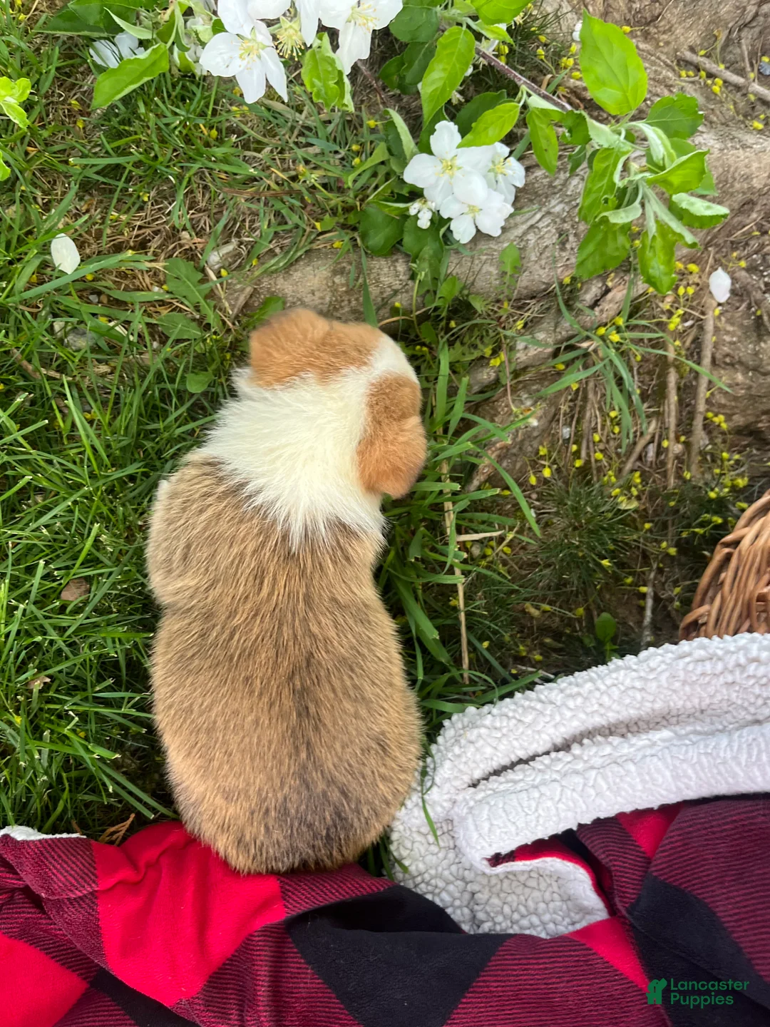 Welsh Corgi Pembroke dogs for sale: Tommy ❤️🐾Akc Genetic Tested Clear🐾❤️Text or call 7172977560 - Ad 2