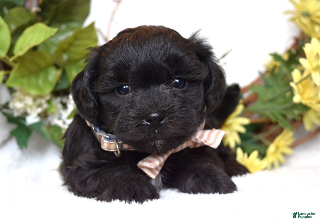 Teddy Bear dogs for sale: Benji - Ad 6
