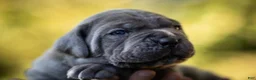 Cane Corso dogs for sale: Midnight Groove’s Love’s Takes Over- Chanté - Ad 7