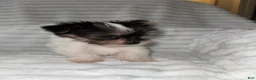 Yorkshire Terrier dogs for sale: Yorkshire Terrier 1 - Ad 3