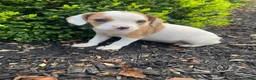 Mixed Breed dogs for sale: Annie - Ad 6
