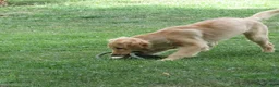 Golden Retriever dogs for sale: Golden Retriever 1 - Ad 18