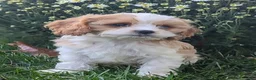 Cavapoo dogs for sale: Mr Andy - Ad 13