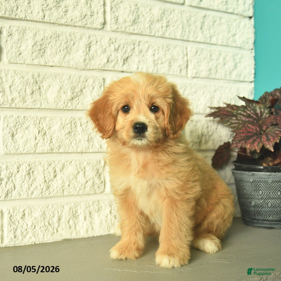 Mini Goldendoodle dogs Nellie  - Ad 2