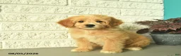Mini Goldendoodle dogs for sale: Nellie  - Ad 2