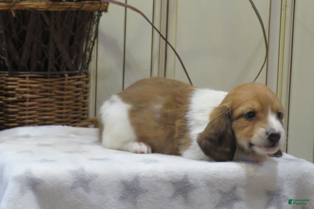 Miniature Dachshund dogs for sale: Joey - Ad 2