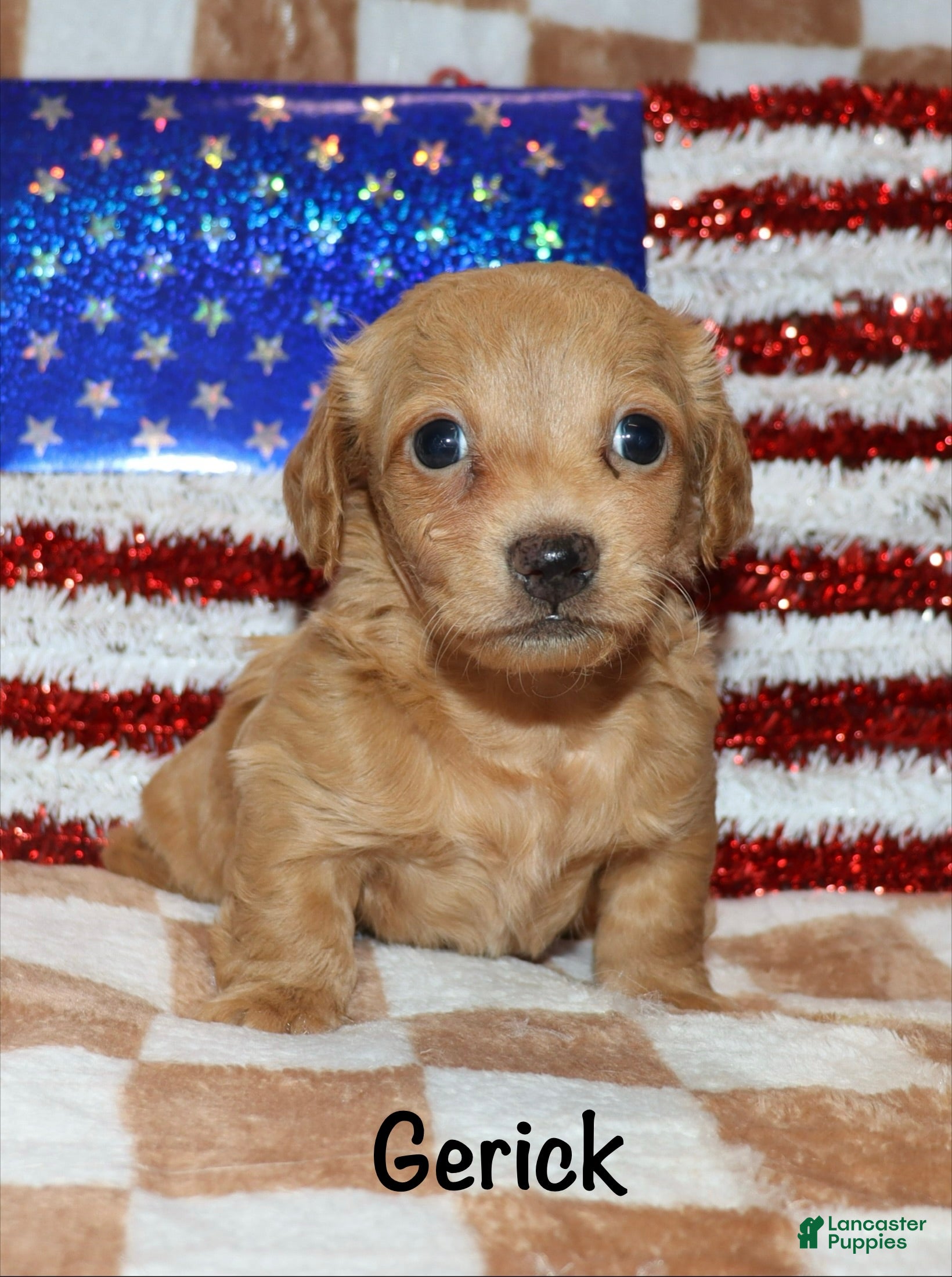 Miniature Dachshund dogs  Gerick - Ad 2