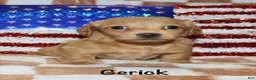 Miniature Dachshund dogs for sale:  Gerick - Ad 1