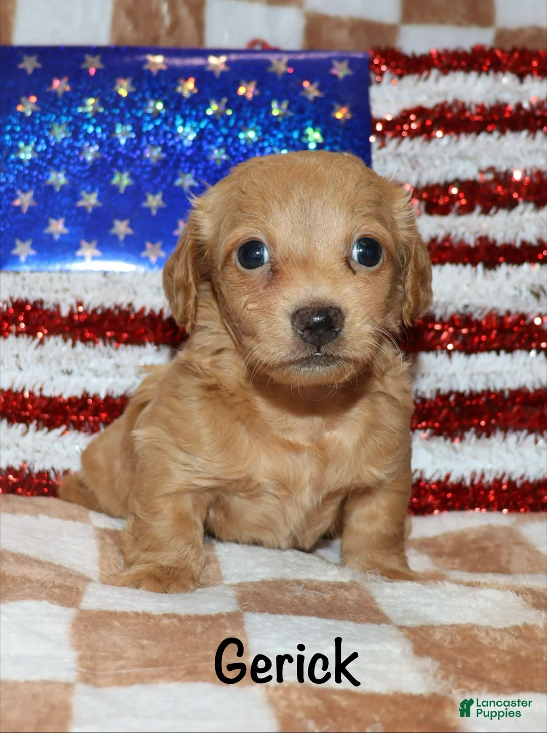Miniature Dachshund dogs for sale:  Gerick - Ad 1