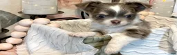 Chihuahua dogs for sale: Nova - Ad 7