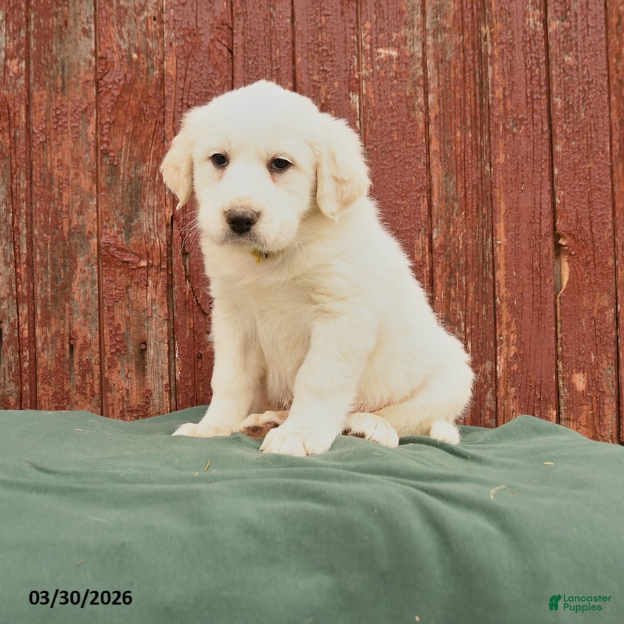 Great Pyrenees dogs Rex - Ad 1