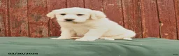 Great Pyrenees dogs for sale: Rex - Ad 1