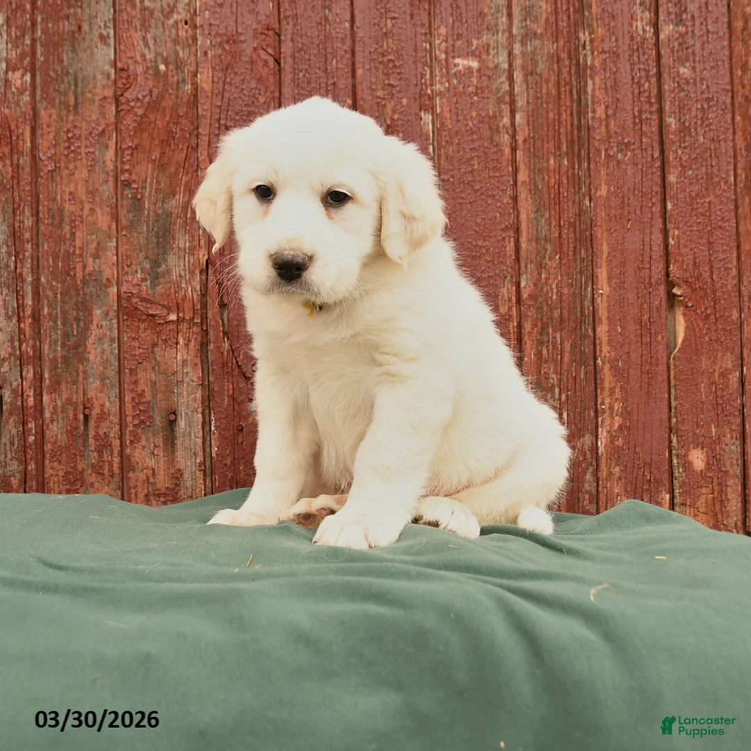 Great Pyrenees dogs for sale: Rex - Ad 1