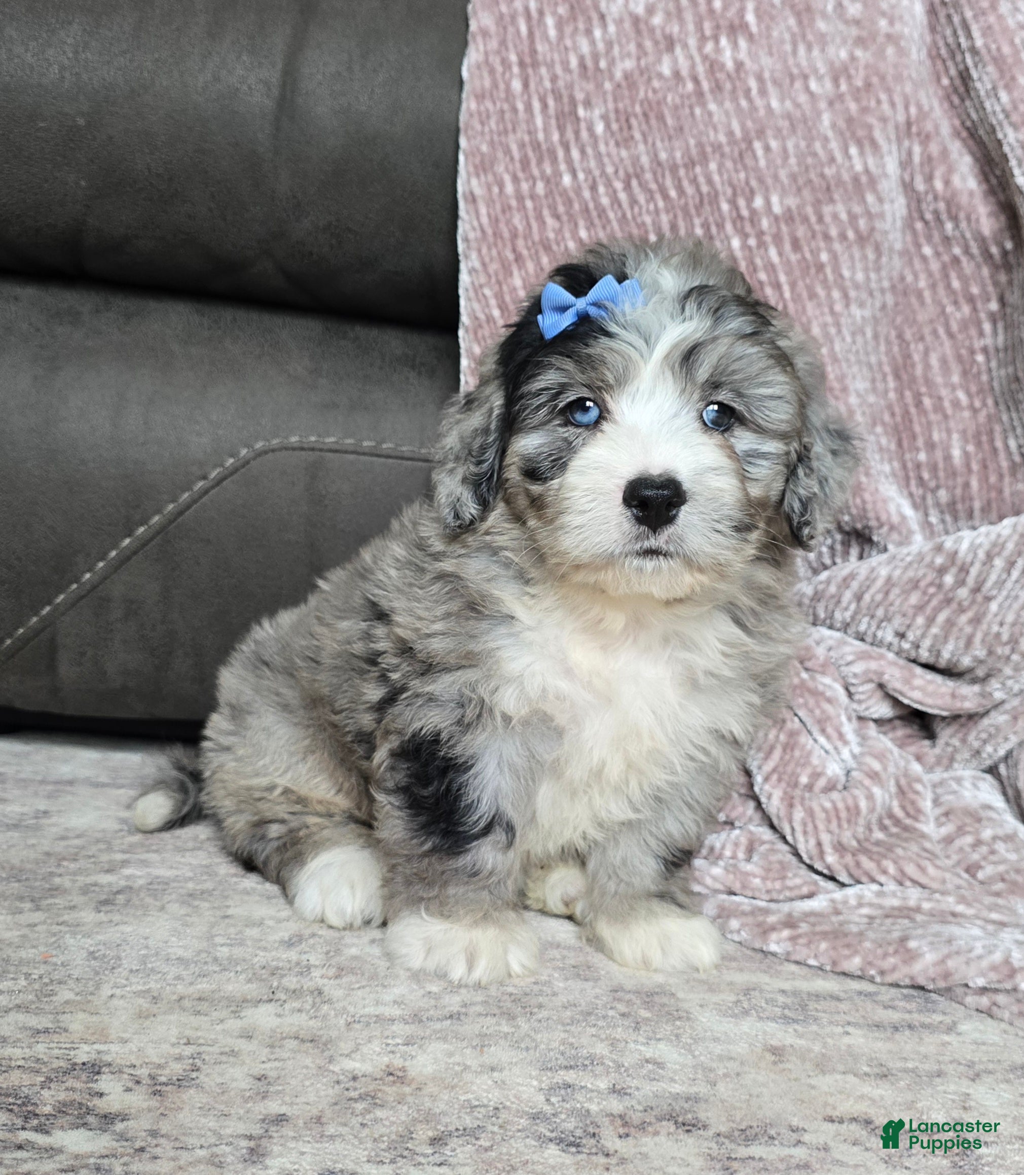 Mini Bernedoodle dogs Mini Walt - Ad 1