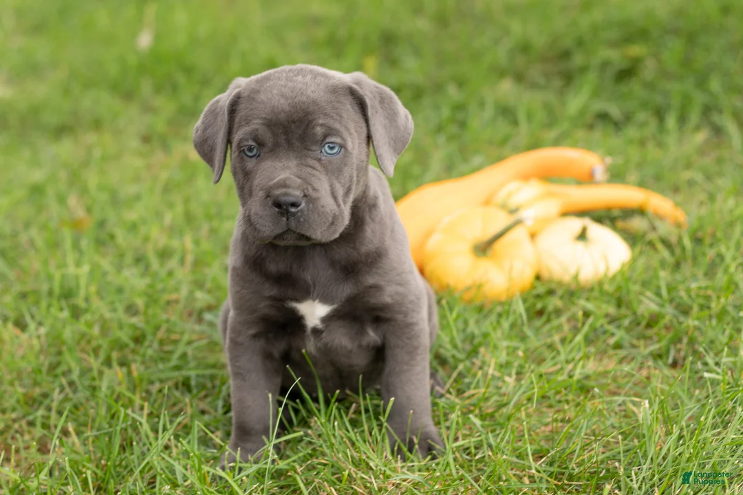 Cane Corso dogs for sale: Mollie  - Ad 1