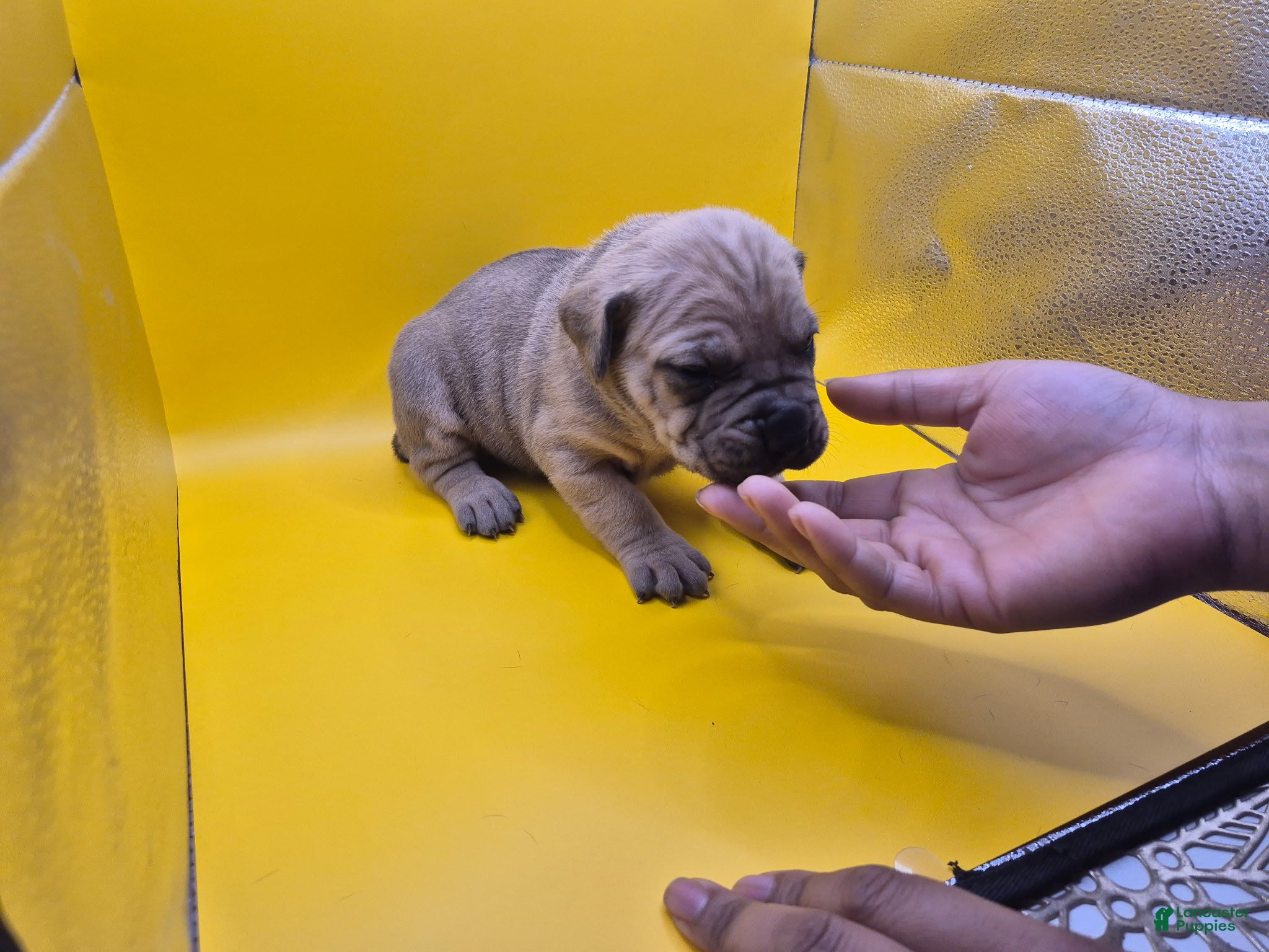 Mixed Breed dogs Yellow collar - Ad 29