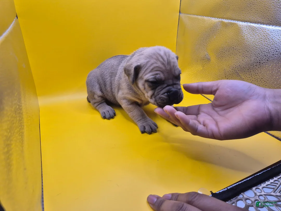 Mixed Breed dogs for sale: Yellow collar - Ad 1