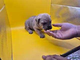 Mixed Breed dogs Yellow collar - Ad 29