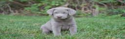 Labrador Retriever dogs for sale: Thunder - Ad 12