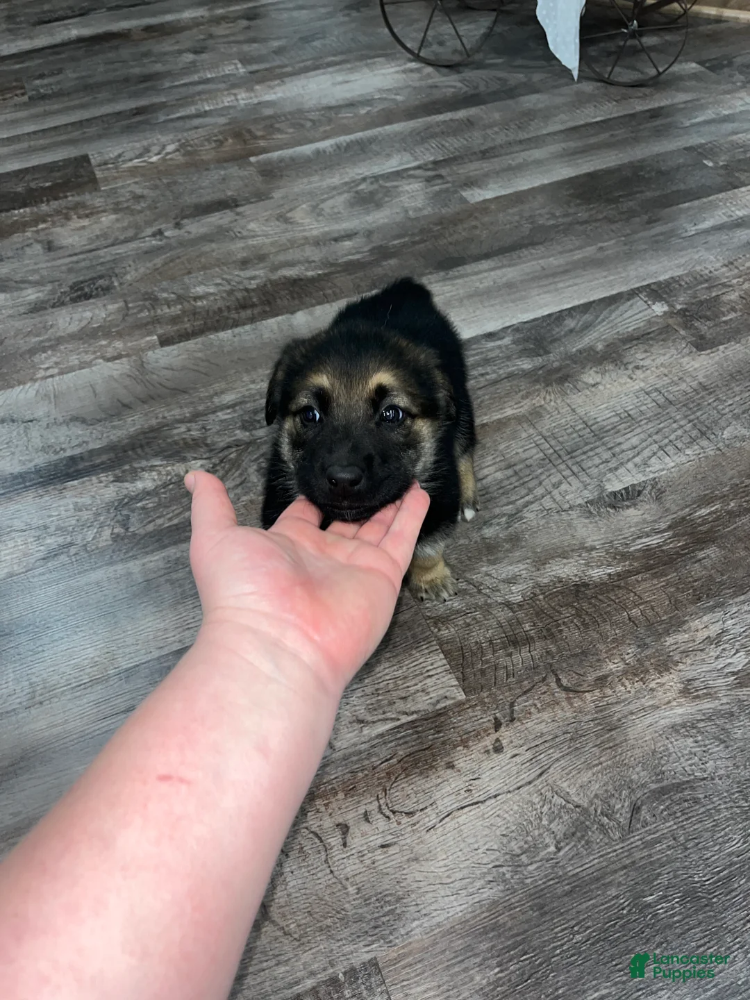 Mixed Breed dogs for sale: Max🩵 - Ad 7