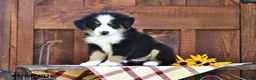 Mixed Breed dogs for sale: Russell - Ad 3