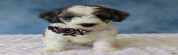 Mixed Breed dogs for sale: Ziggy - Ad 5