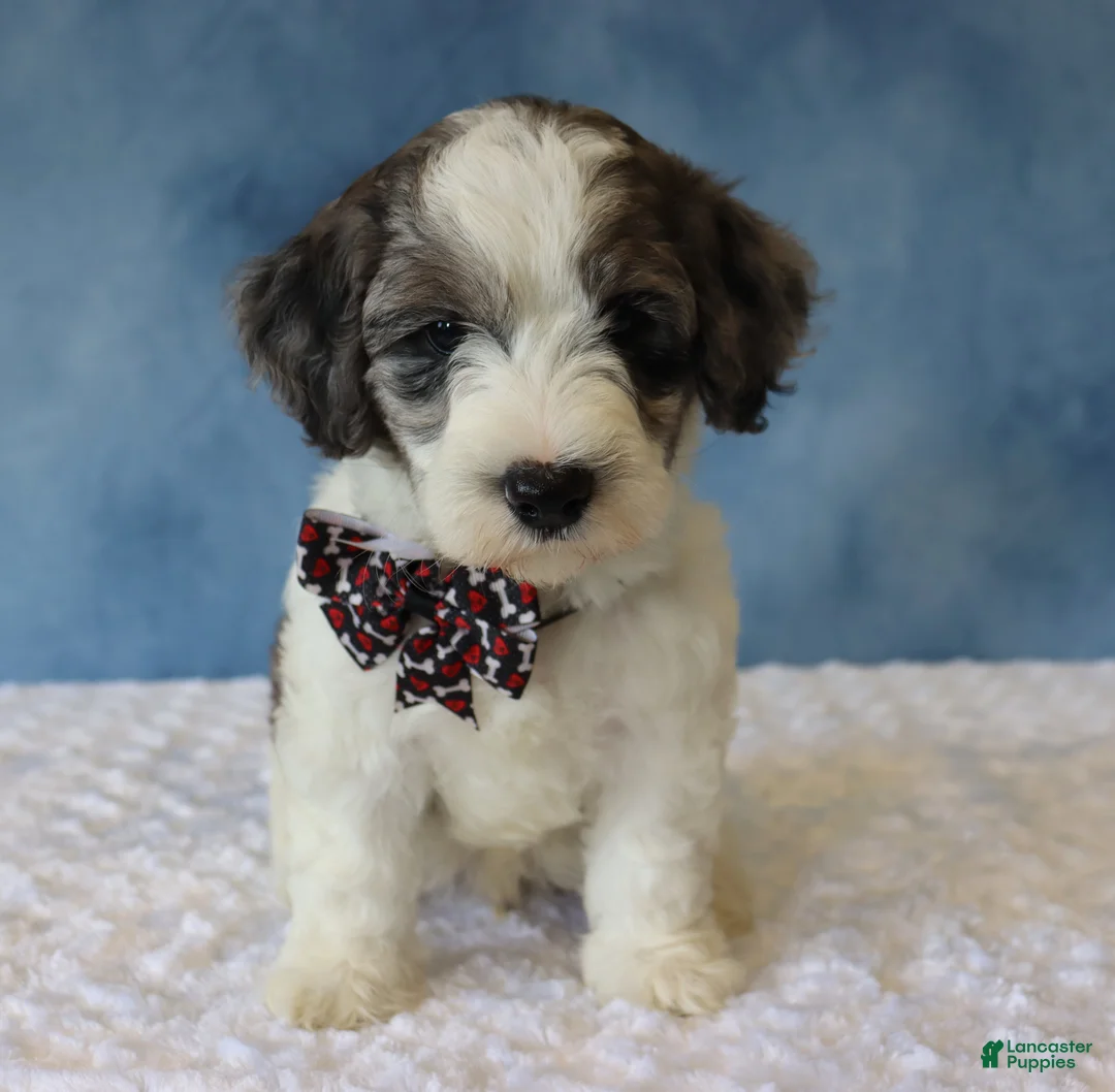 Mixed Breed dogs for sale: Ziggy - Ad 5