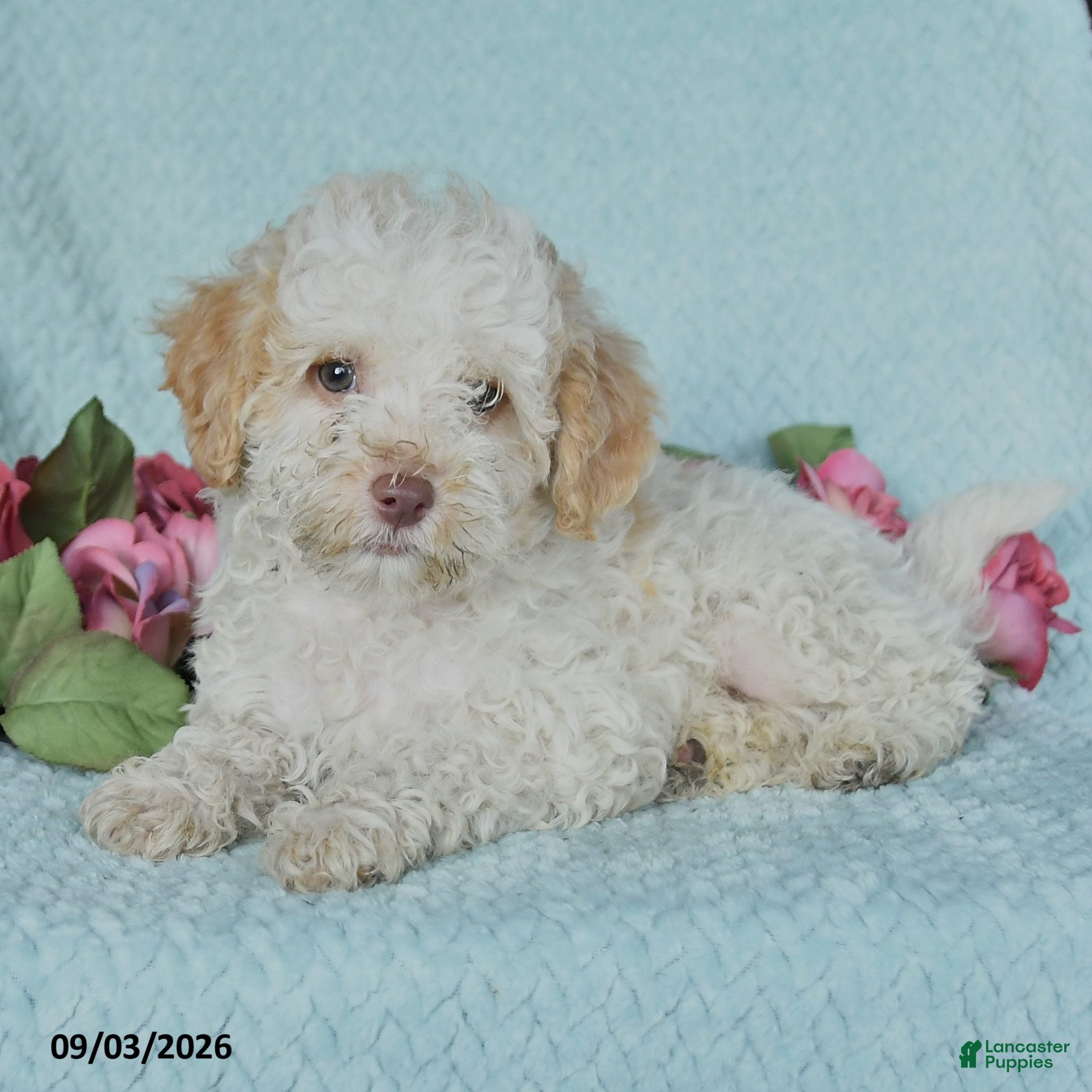 Miniature Poodle dogs Kody - Ad 2