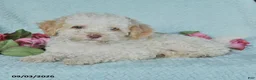 Miniature Poodle dogs for sale: Kody - Ad 2