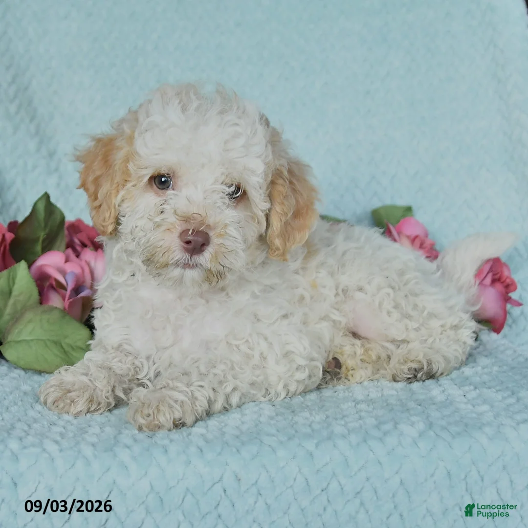 Miniature Poodle dogs for sale: Kody - Ad 2