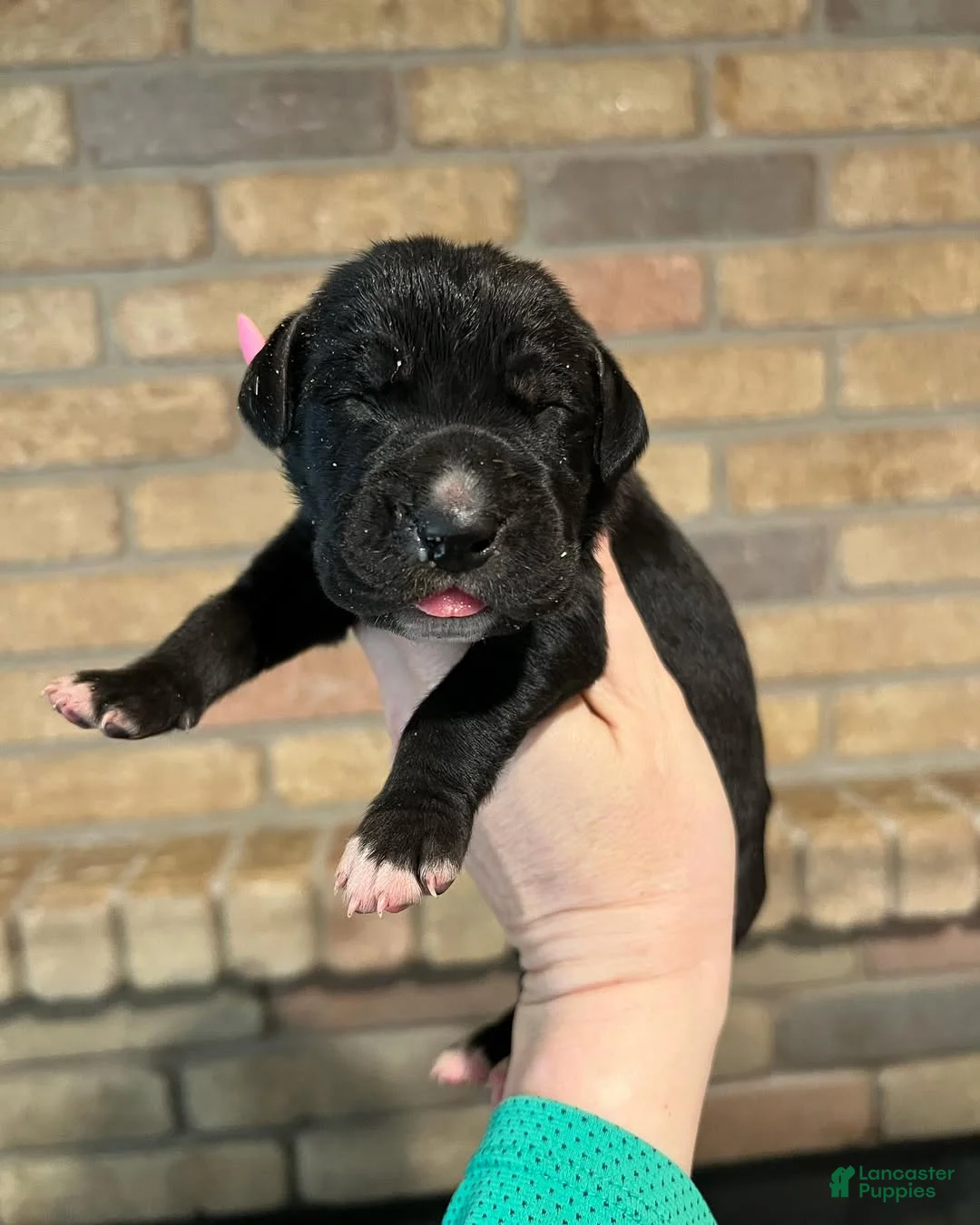 Great Dane dogs for sale: Carbon Creed's Vespera Night - Ad 2
