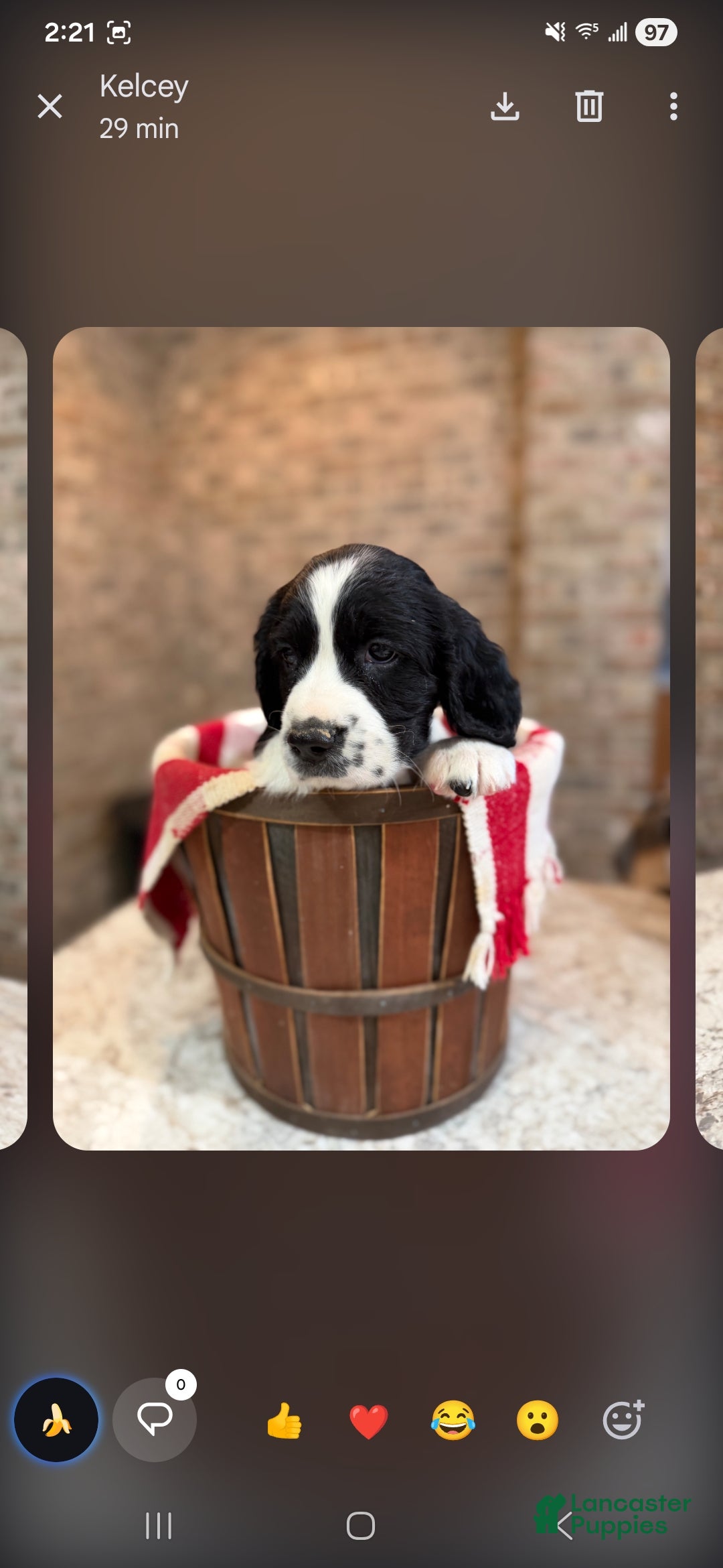 English Springer Spaniel dogs English Springer Spaniel Puppy 8 - Ad 1